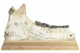 Fossil Titanothere (Megacerops) Jaw - South Dakota #227757-1